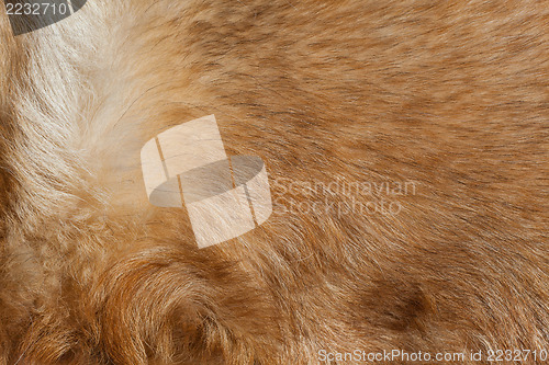 Image of Macro Wool red dog