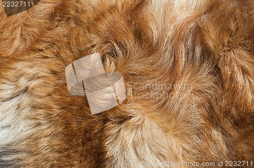 Image of Macro Wool red dog