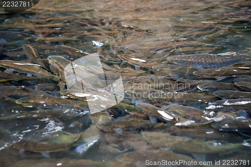 Image of fish in national park