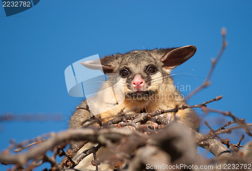 Image of brush tail possum in tree