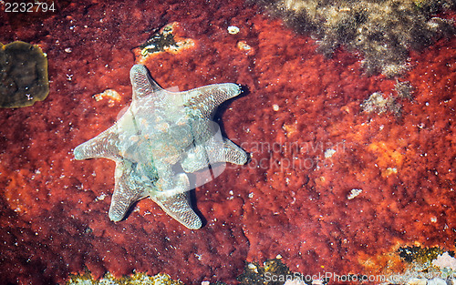 Image of starfish on rusted metal