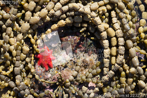 Image of starfish in rock pools