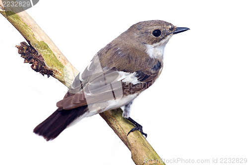 Image of  Ficedula hypoleuca