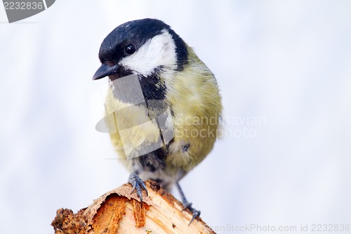 Image of  titmouse