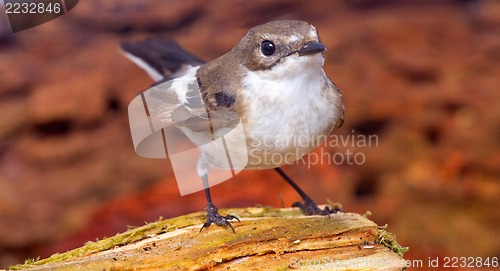 Image of   Ficedula hypoleuca