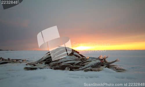 Image of catch on Baltic