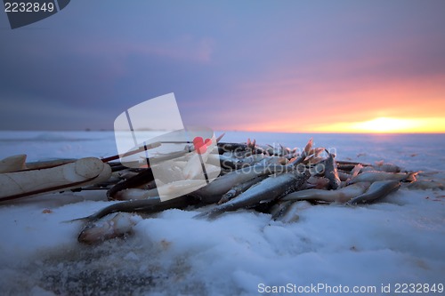 Image of catch on Baltic