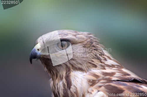 Image of buzzard