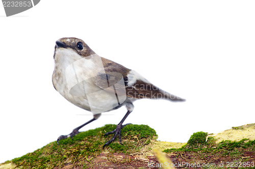 Image of  Ficedula hypoleuca