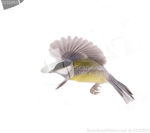 Image of Great Tit, Parus Major flight