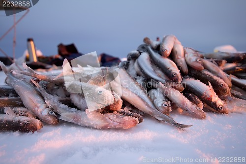 Image of catch on Baltic