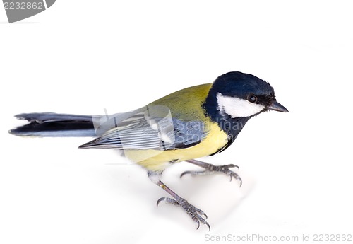 Image of bright titmouse