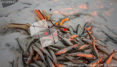 Image of catch on Baltic