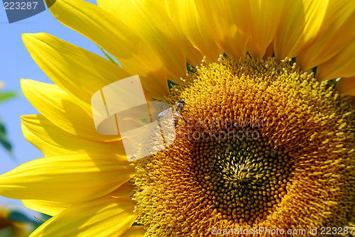 Image of Sunflower and bee