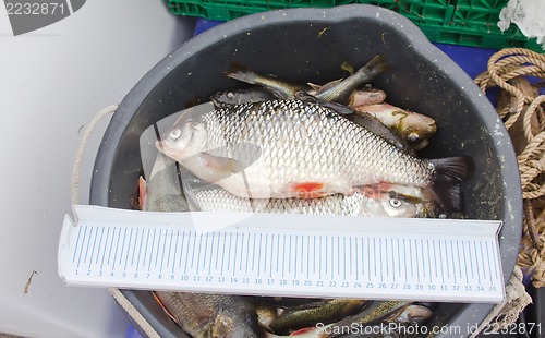 Image of catch on Baltic