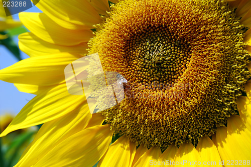 Image of Sunflower