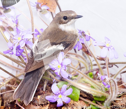 Image of   Ficedula hypoleuca