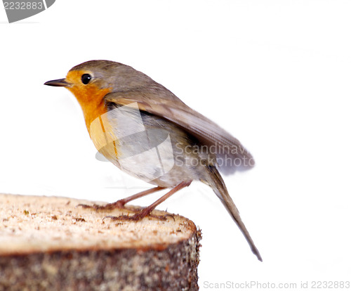 Image of   robin (Erithacus rubecola)