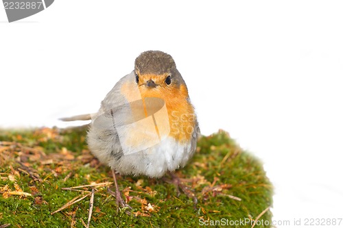 Image of   robin (Erithacus rubecola)