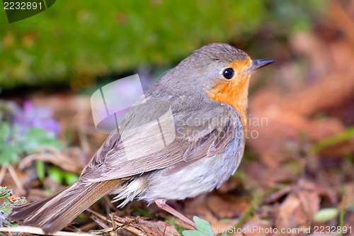 Image of   robin (Erithacus rubecola)