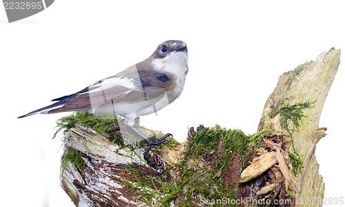 Image of  Ficedula hypoleuca