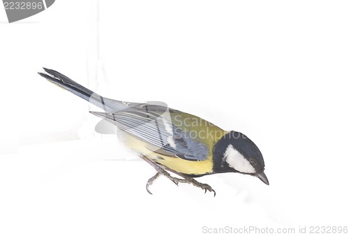 Image of bright titmouse