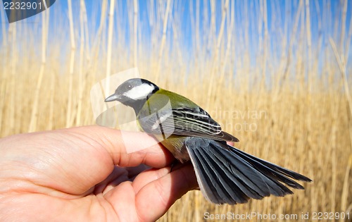 Image of bright titmouse