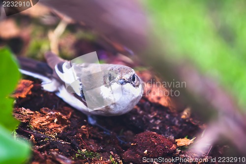 Image of   Ficedula hypoleuca