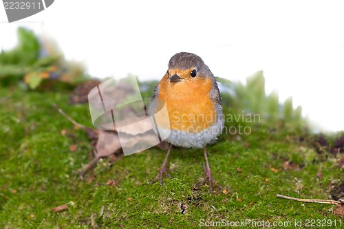 Image of   robin (Erithacus rubecola)