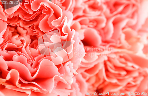 Image of Pink carnation close up 