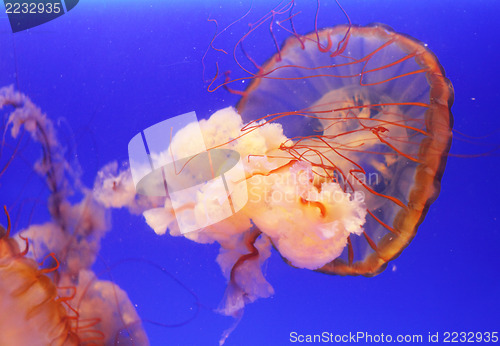 Image of Jellyfish