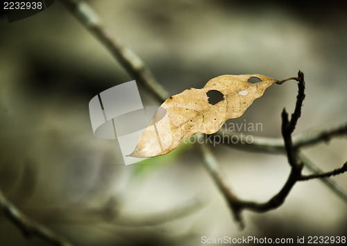 Image of dried leaf on tree 