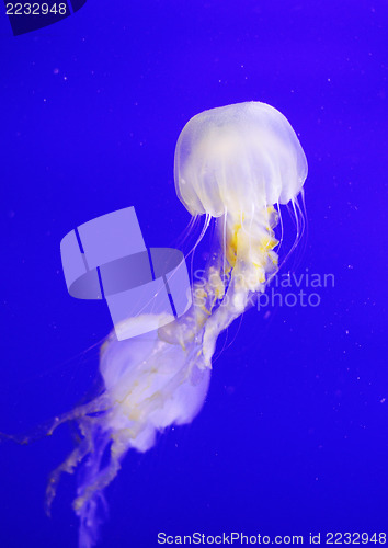 Image of Jellyfish 