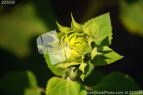 Image of Sunflower bud