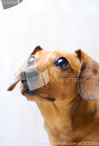 Image of Dachshund Dog