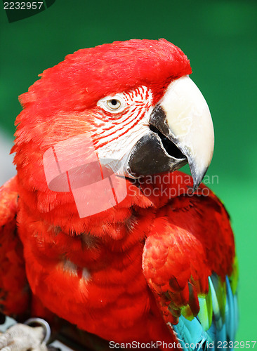 Image of Red macaw