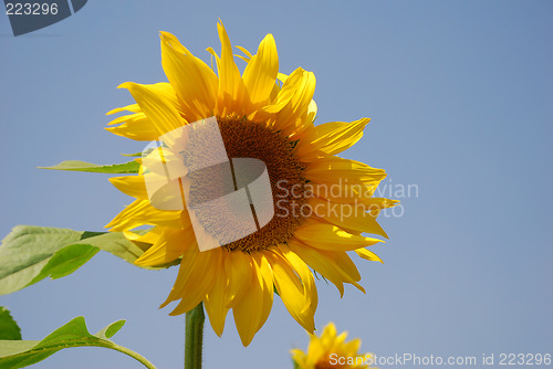 Image of Sunflower