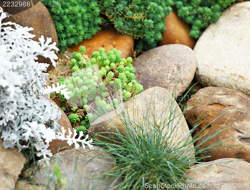 Image of Green plant with rock 