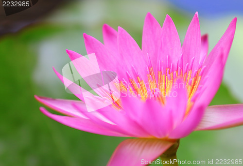 Image of Pink waterlily