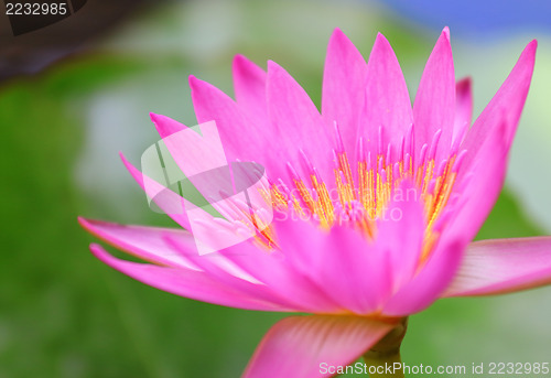 Image of Pink waterlily