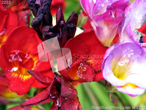 Image of Red Pink Flowers