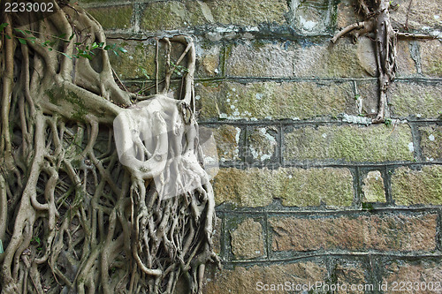 Image of Root of tree covered old wall