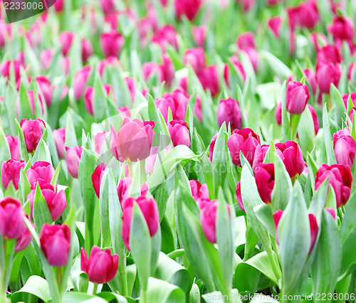 Image of Purple tulips 