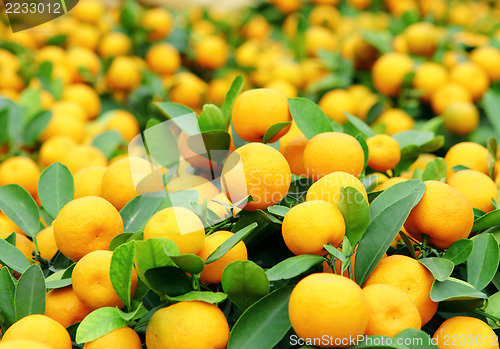 Image of Mandarin for Chinese New Year