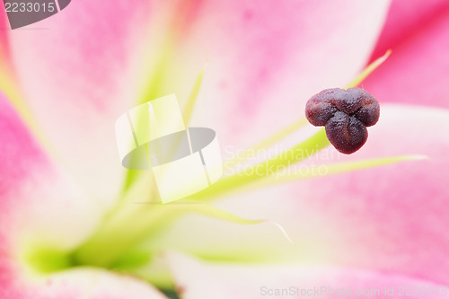 Image of pink lily 