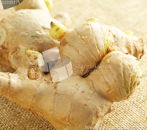 Image of Ginger on linen background 