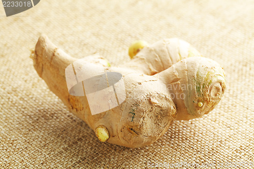 Image of Ginger on linen background 