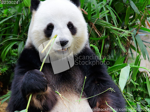 Image of Giant panda eating bamboo