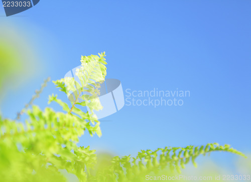 Image of Leaves over blue sky