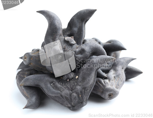 Image of Horn shaped water caltrop